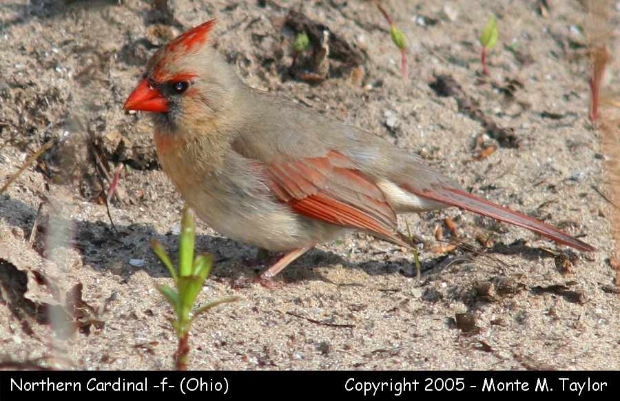 Northern Cardinal (female) - Ohio