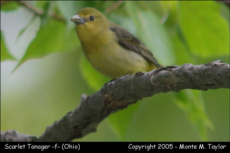Scarlet Tanager (female) - Ohio