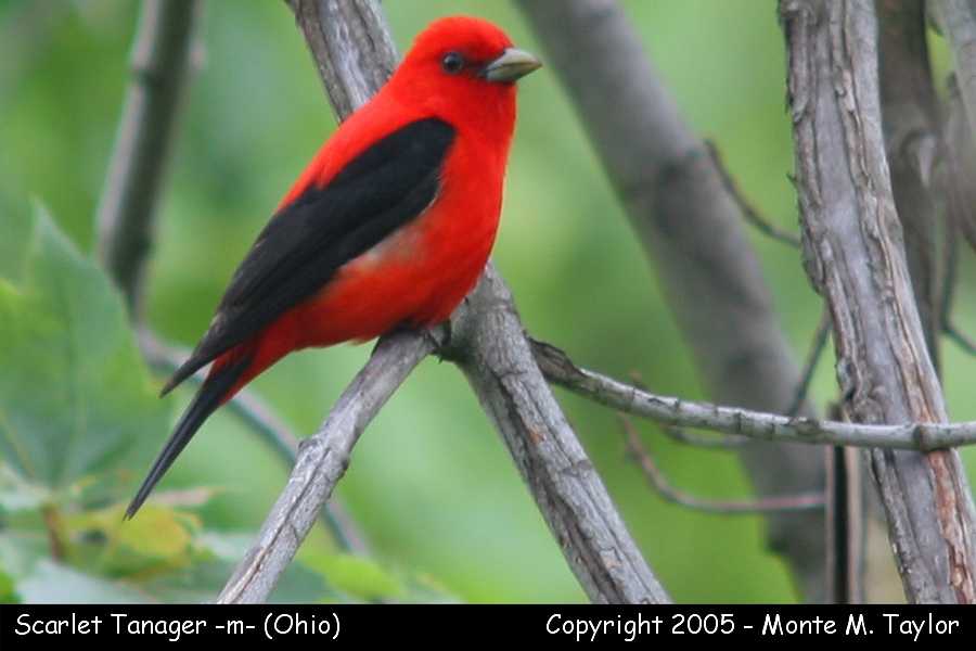 Scarlet Tanager (male) - Ohio