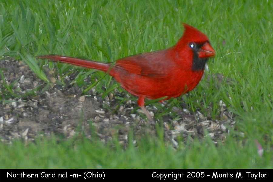 Northern Cardinal (male) - Ohio