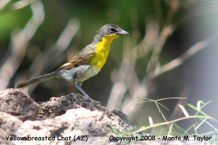 Yellow-breasted Chat (Arizona)