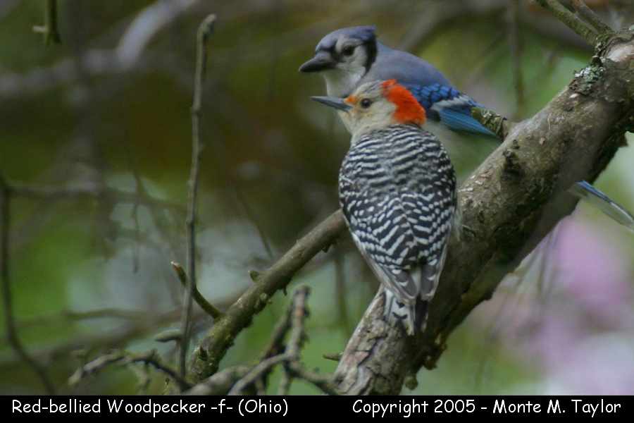Red-bellied Woodpecker (female) - Ohio