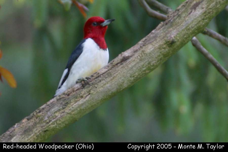 Red-headed Woodpecker - Ohio